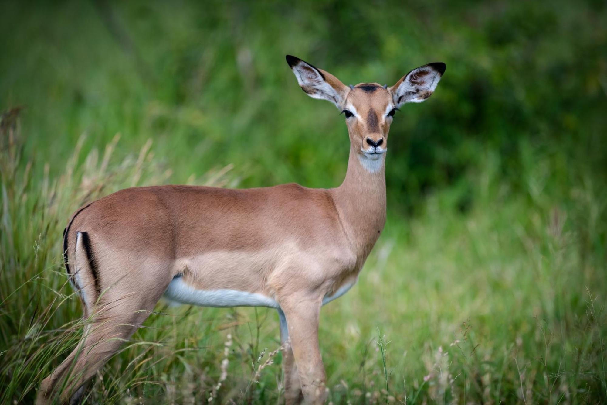 Bosveld Villa Marloth Park Dış mekan fotoğraf