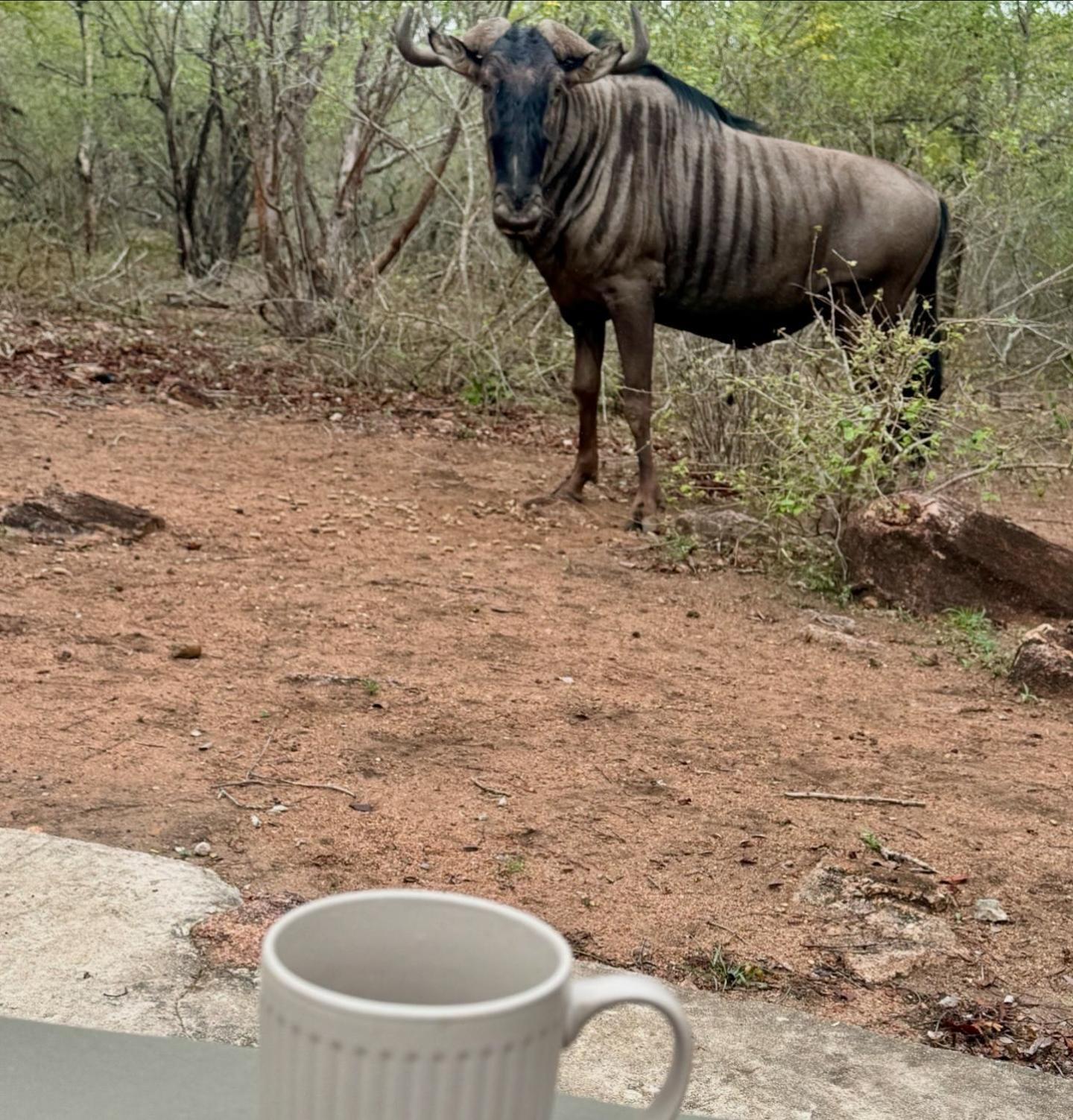 Bosveld Villa Marloth Park Dış mekan fotoğraf