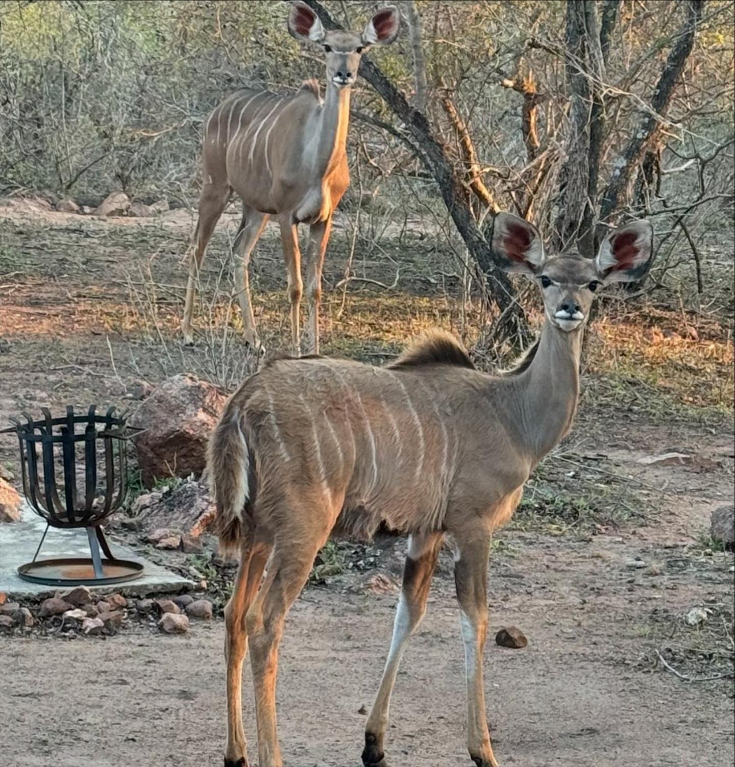 Bosveld Villa Marloth Park Dış mekan fotoğraf