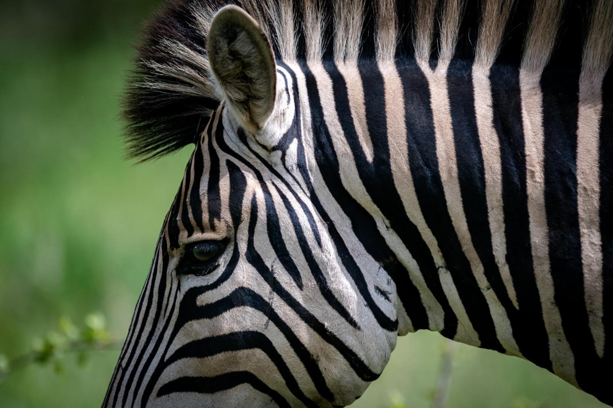 Bosveld Villa Marloth Park Dış mekan fotoğraf