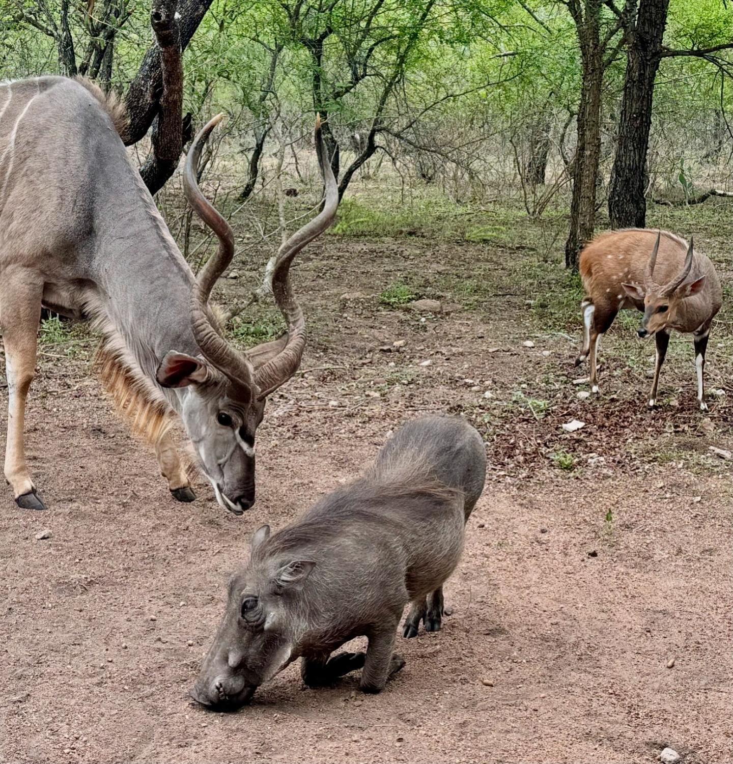 Bosveld Villa Marloth Park Dış mekan fotoğraf